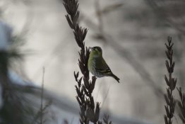 Raseinių rajono ugdymo įstaigų 5-12 klasių mokinių dailės kūrybinių darbų virtuali paroda-konkursas „Mano pavasaris“